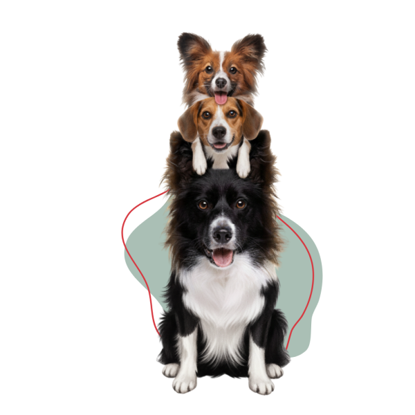 Snack & dog-45454